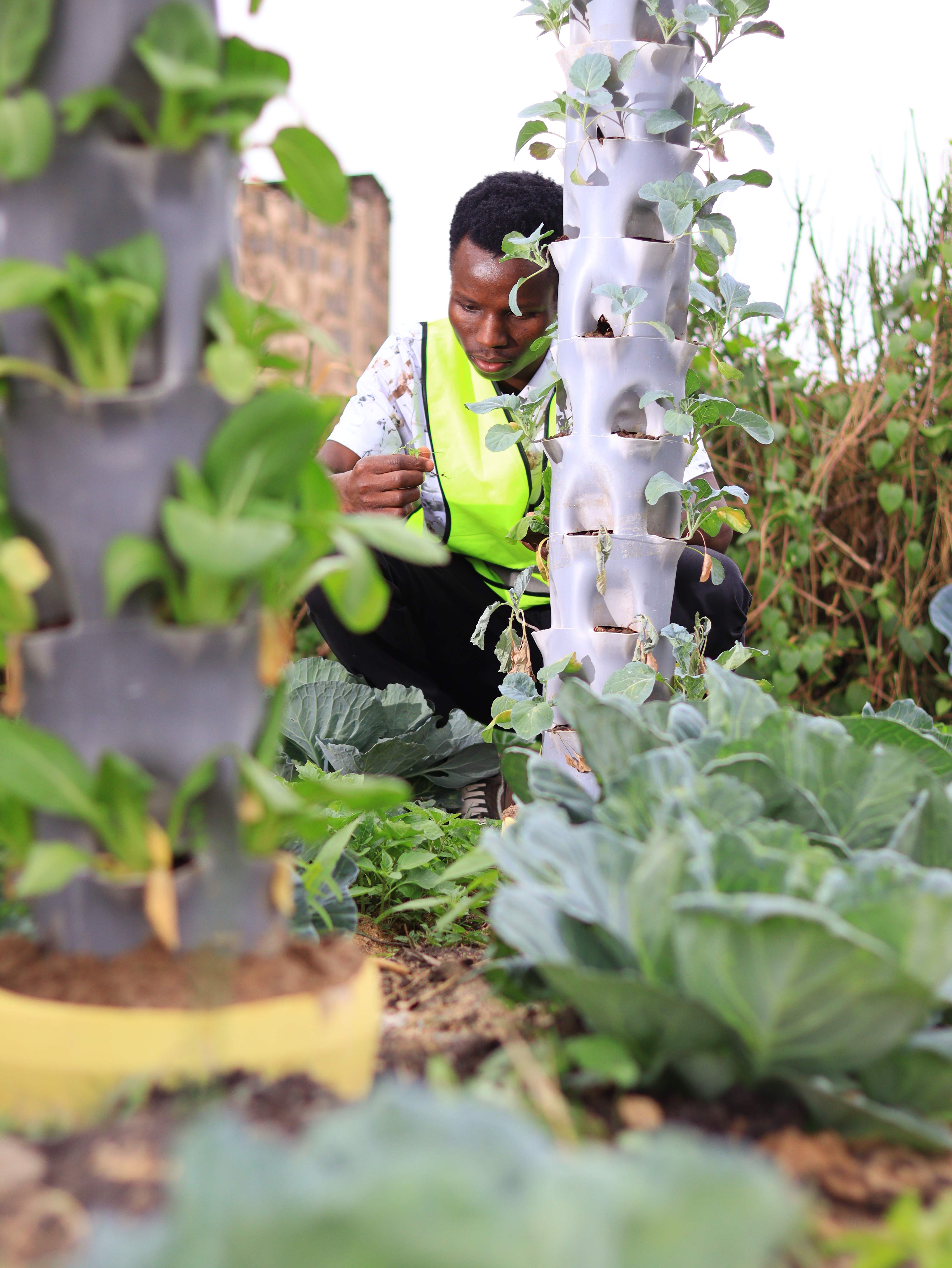 Professional hydroponic farming system installation